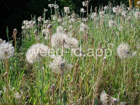 salsify, western